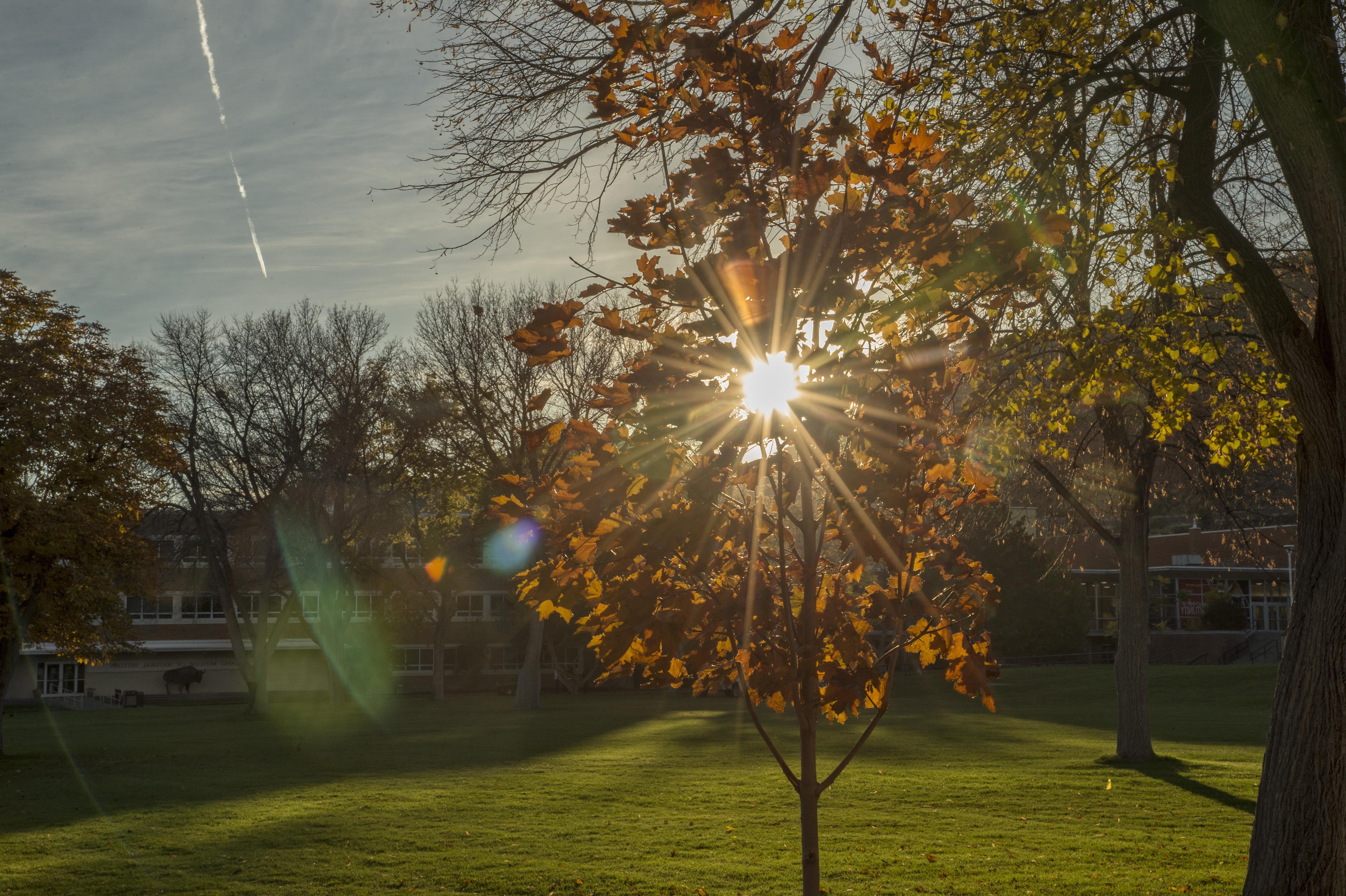 阳光穿过校园里的秋树
